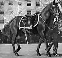 Breyer black jack riderless