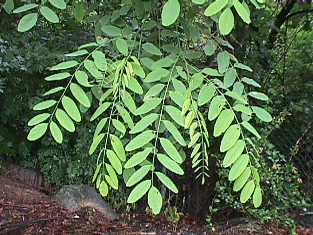 → Moringa - O que é, Como Usar é Benefícios! (ATUALIZADO 2018) Chute des feuille