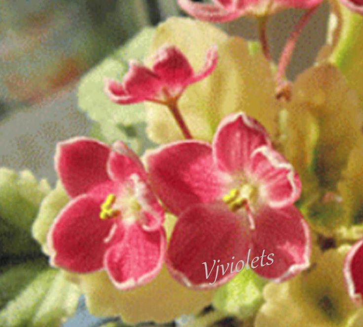 african violet mac s scorching sun starter plant variegated semiminiature african violets african violets plants starter plants african violet mac s scorching sun starter plant variegated semiminiature african violets african violets plants starter plants