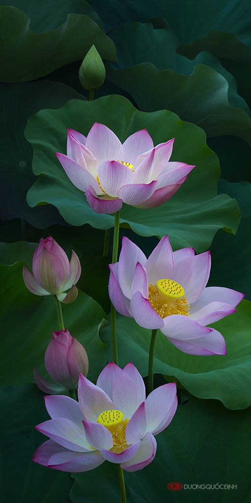 35photo duong quoc dinh lotus цветы лотоса pink office