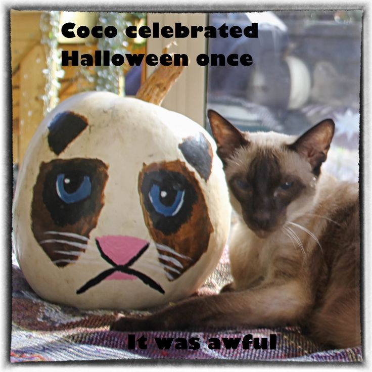 Siamese Halloween Pumpkin Grumpycat Siamese Cats Grumpy Cat Siamese