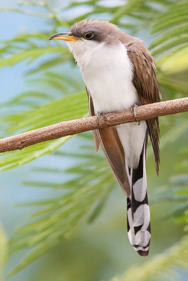 Yellow Billed Cuckoo Yellow Billed Cuckoo Yellow Things Yellow