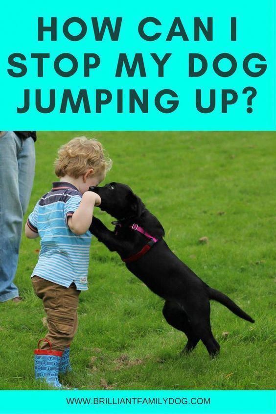 How Can I Stop My Dog Jumping Up Dog Training Easiest Dogs To