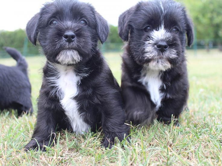 Free Homemade Dog Food Recipes For Shih Tzu Free Homemade Dog Food Recipes For Shih Tzu
