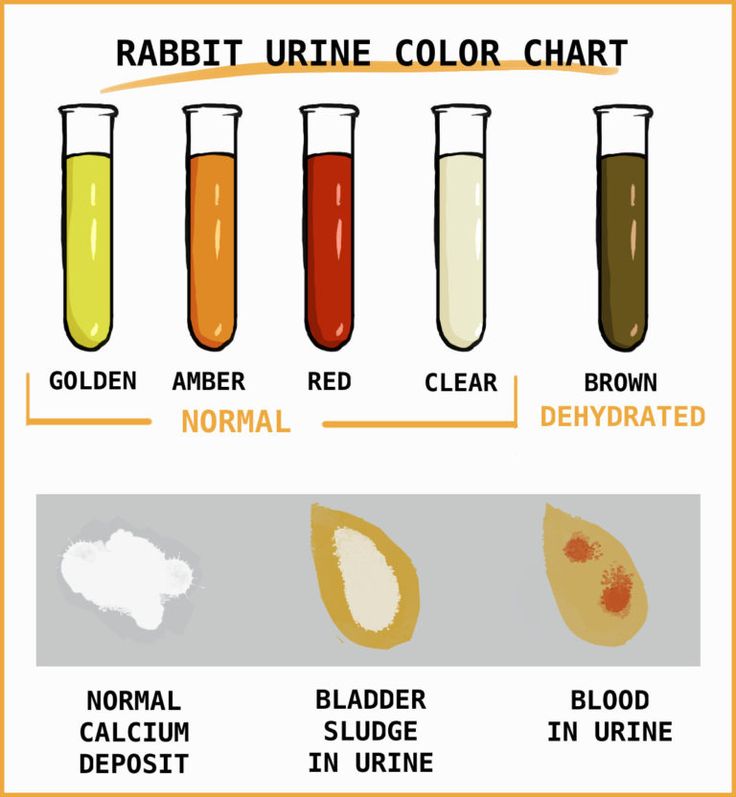 Rabbit Urine What Pee Tells You About A Rabbit's Health Pet bunny Rabbit Urine What Pee Tells You About A Rabbit's Health Pet bunny
