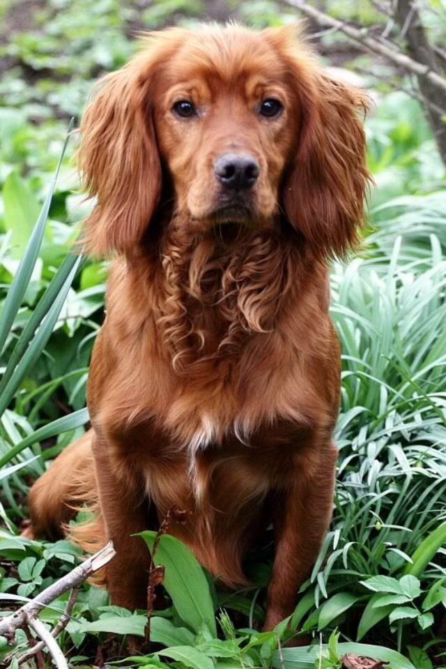 Red Working Er Spaniel Dogs Red Working Er Spaniel Dogs