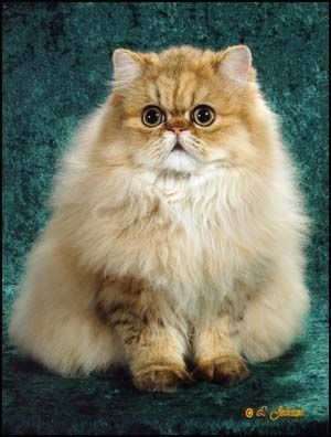 Most beautiful cat breed in the world.. Chinchilla Persian...Full ... Most beautiful cat breed in the world.. Chinchilla Persian...Full ...
