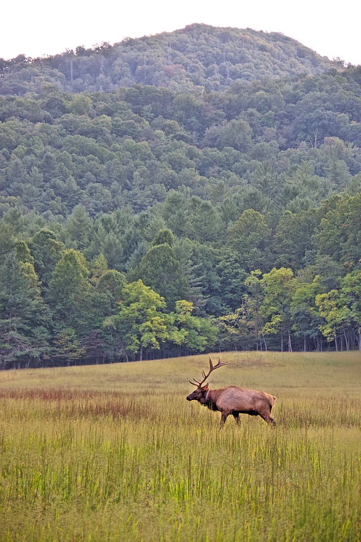 Singles in elk park north carolina