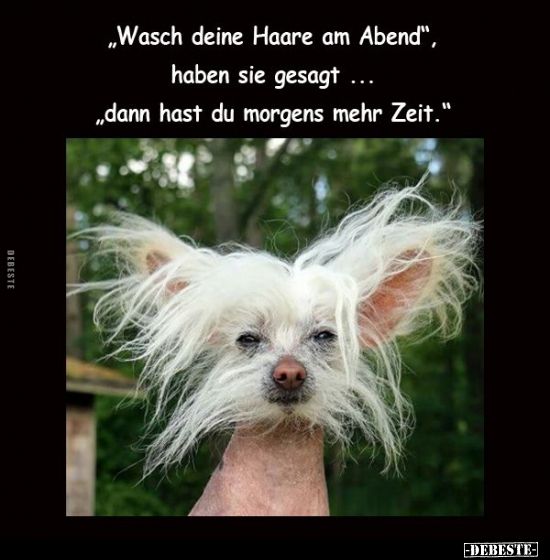 "Wasch deine Haare am Abend"... Lustige Bilder, Sprüche, Witze, echt