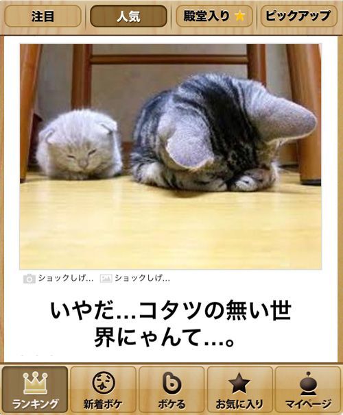 面白画像コメント50枚 Part6 バラ肉色の生活 面白画像 猫 面白いペット 面白画像コメント50枚 Part6 バラ肉色の生活 面白画像 猫 面白いペット