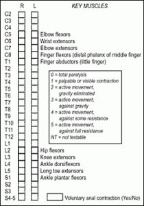 asia-motor | Spinal cord injury, Spinal cord injury levels, Spinal injury