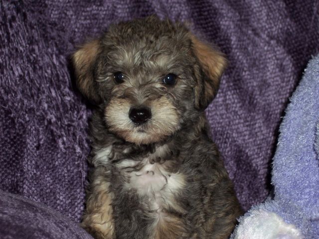 schnauzer yorkie poodle mix 57 best poodle schnauzer images on mini schnauzer schnauzer and poodle mix schnauzer yorkie poodle mix 57 best poodle schnauzer images on mini schnauzer schnauzer and poodle mix