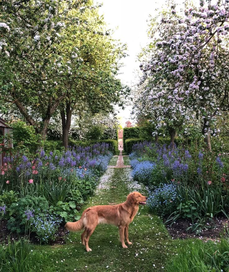 a brown dog standing in the middle of a lush green field next to trees and flowers