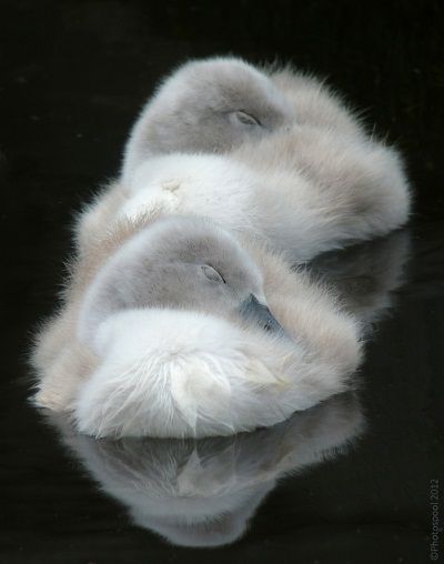 island of silence — janetmillslove: Sweet Little Cygnets moment love – Bilder island of silence — janetmillslove: Sweet Little Cygnets moment love – Bilder