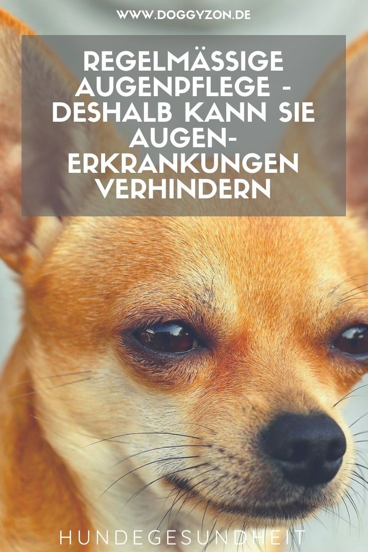 Pin Auf Pflege Von Welpen Pflegetipps Fur Welpen