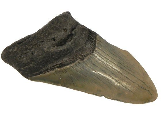 75/% Complete 2 12 Fossil Megalodon Shark Tooth