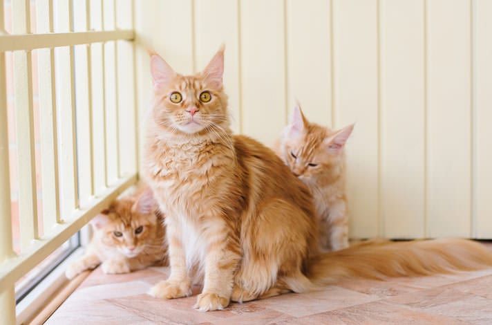 ginger orange tabby cat female ginger orange tabby cat female