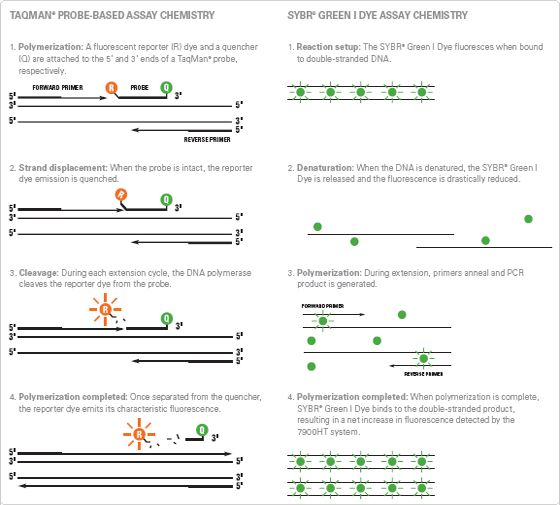 48 best DNA images on Pinterest Teaching biology, Biology - best of dna blueprint of life worksheet 48 best DNA images on Pinterest Teaching biology, Biology - best of dna blueprint of life worksheet