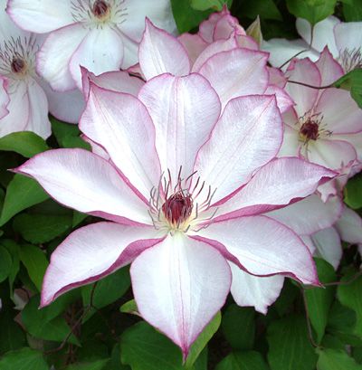 Best 20 White Clematis Ideas On Pinterest Flowering Clematis Omoshiro Large Flowered Anese Variety That Has Delicate Colouring Height 6