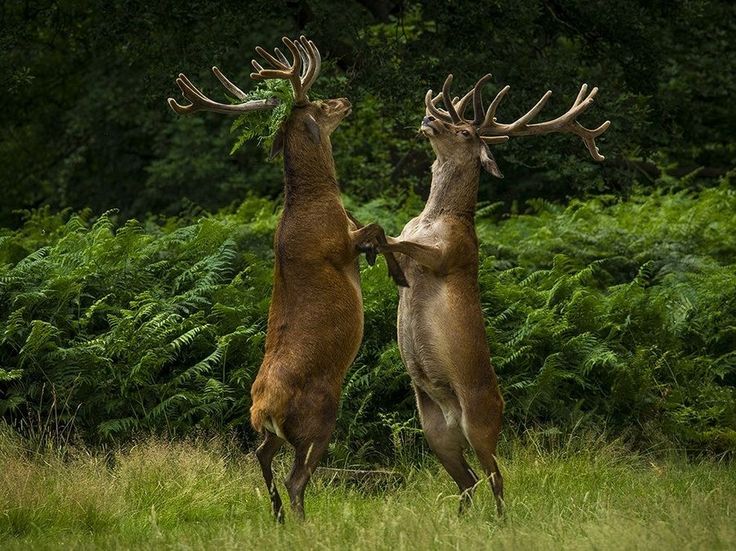 Tai chi red deer