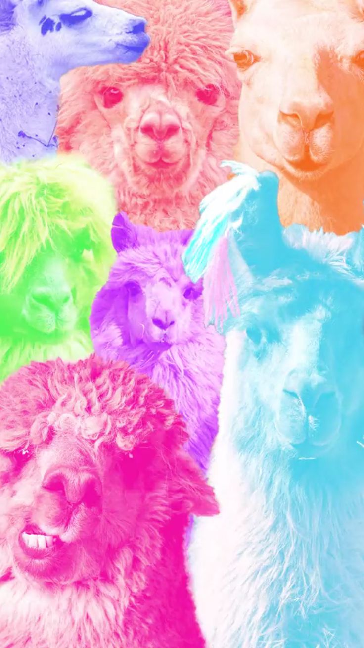 Sweety Llama Cute wallpapers, Iphone wallpaper, Wallpaper