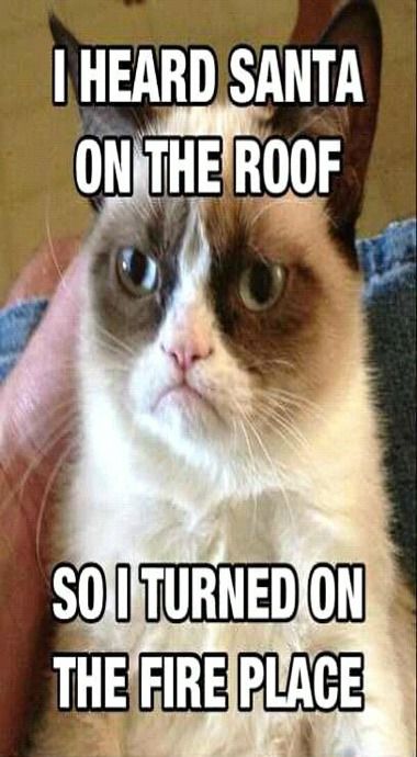 Cat In Spring Time Meme Cat In Spring Time Meme