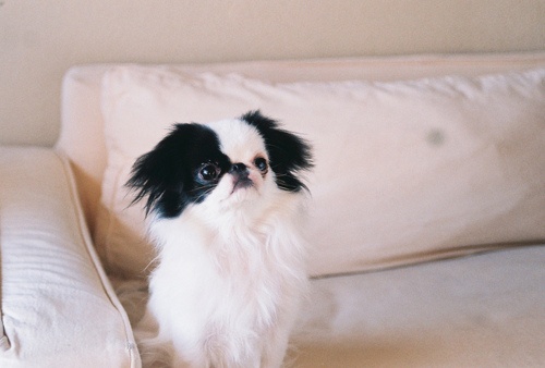 Westminster Dog Show Japanese Chin Westminster Dog Show Japanese Chin