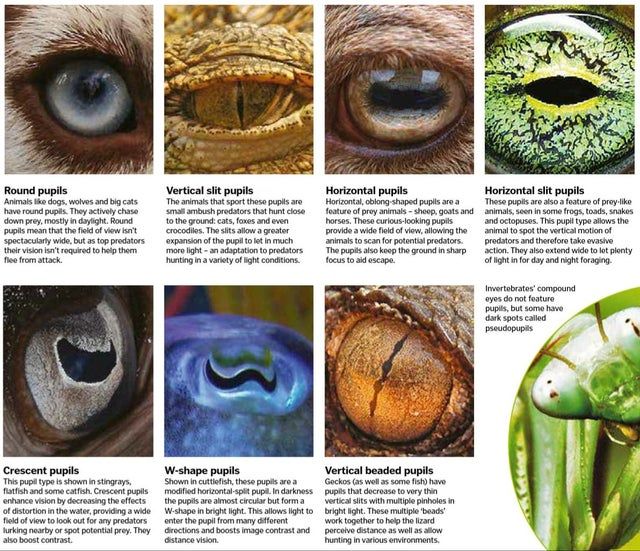 Types Of Animal Pupils Coolguides Types Of Animals Animal Facts Animals Types Of Animal Pupils Coolguides Types Of Animals Animal Facts Animals