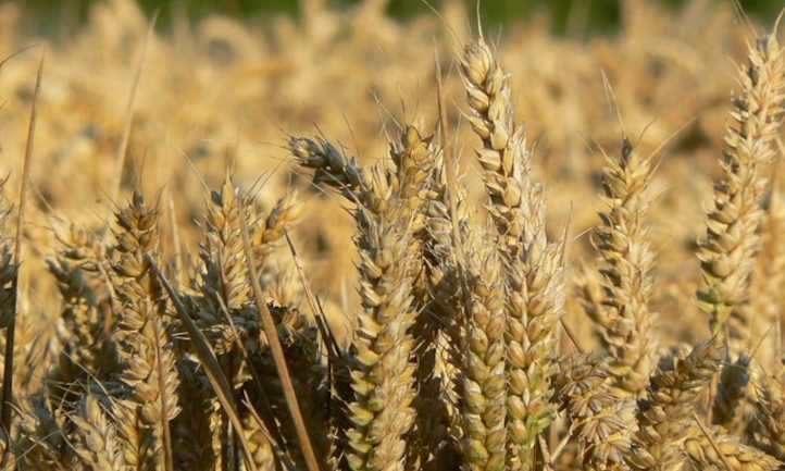 Wheat Vs Barley What s The Difference Epic Gardening Growing wheat-vs-barley-what-s-the-difference-epic-gardening-growing