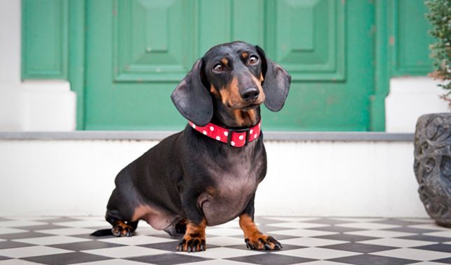 Everything You Want To Know About Dachshunds Including Grooming
