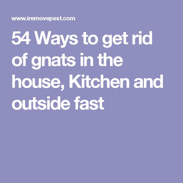 Home Remedies To Get Rid Of Gnats Outside Home Remedies To Get Rid Of Gnats Outside