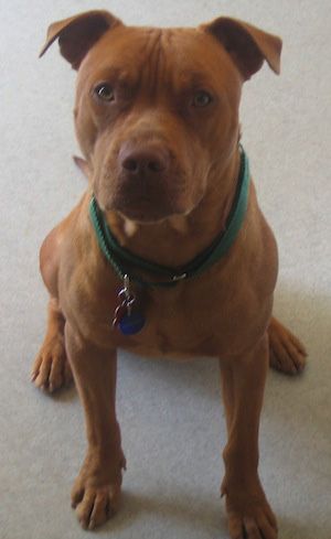 american pitbull terrier dog images top 25 best american pitbull terrier breeders ideas on pinterest american pitbull terrier dog images top 25 best american pitbull terrier breeders ideas on pinterest