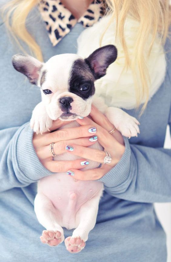 Stunning Hand Crafted French Bulldog Accessories And Jewelery