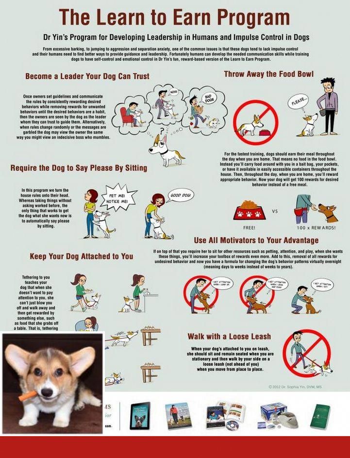 Stop Puppy Barking For Attention And Dog Tricks On Nintendogs