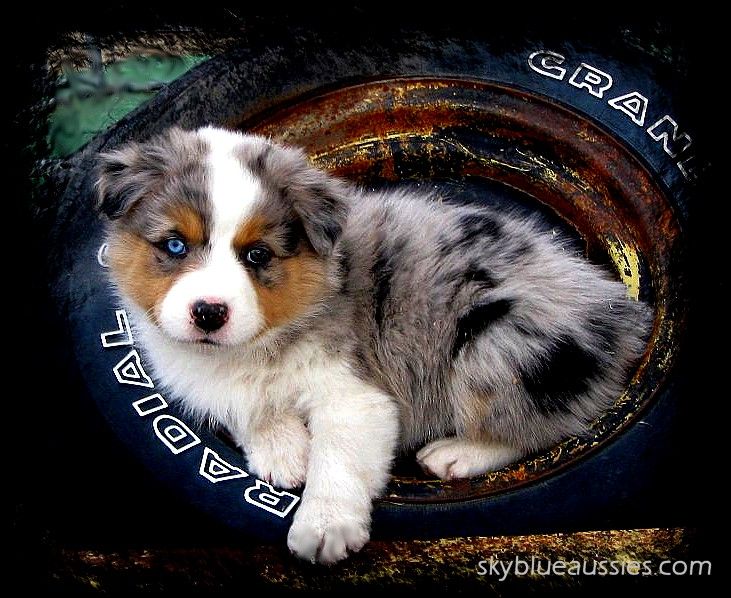 pomeranian x australian shepherd for sale best 25 puppies for sale ideas on pinterest baby huskies for pomeranian x australian shepherd for sale best 25 puppies for sale ideas on pinterest baby huskies for