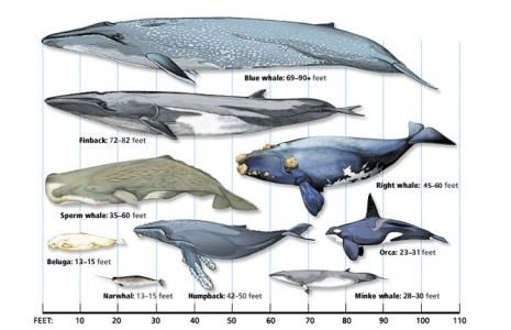 north atlantic right whale largest whale blue whale whale whale comparison chart