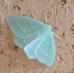 38 Best Moth Tattoo Images On Pinterest Tattoo Ideas Moth Fascinating Small Moths In Bathroom Design Ideas 38 Best Moth Tattoo Images On Pinterest Tattoo Ideas Moth Interesting Small Moths In Bathroom 2018