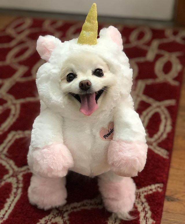 Costumes Available On Www Pandaloon Cute Pomeranian Pup Cute Pomeranian