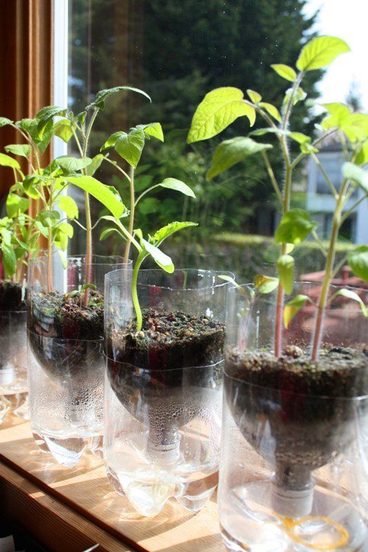 Science Saay Clroom Plants Pinterest Self Watering Science Saay Clroom Plants Pinterest Self Watering Garden And