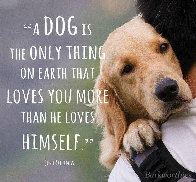 Best 25 Mans best friend ideas on Pinterest | Golden retriever ... Best 25 Mans best friend ideas on Pinterest | Golden retriever ...
