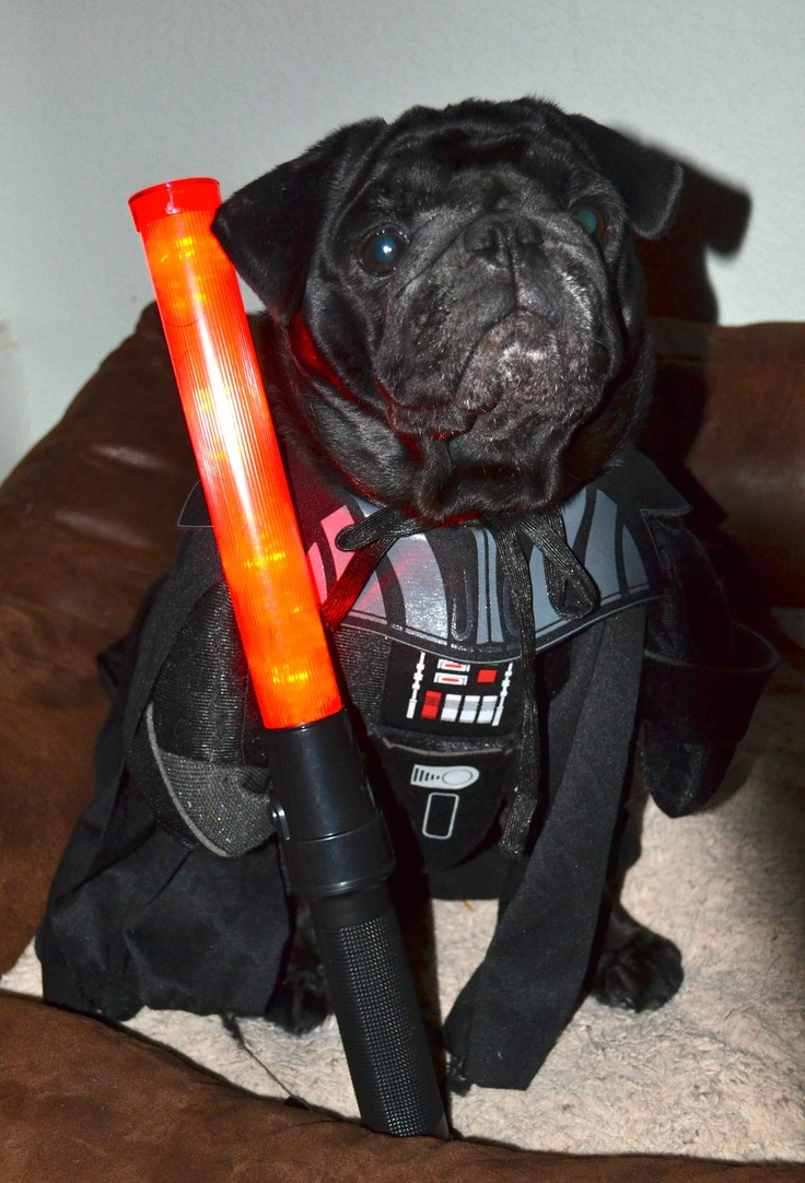 darth vader pug 56 best dogs in costume images on animals costumes and dogs darth vader pug 56 best dogs in costume images on animals costumes and dogs