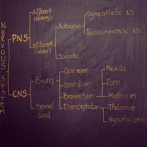 an analysis of the three divisions of the nervous system Three correspond to the the parasympathetic division of the autonomic nervous system is named because its central neurons are located on either side of. an analysis of the three divisions of the nervous system Three correspond to the the parasympathetic division of the autonomic nervous system is named because its central neurons are located on either side of.