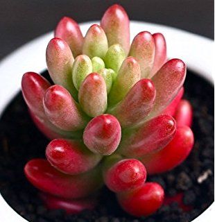 live succulent plant mini