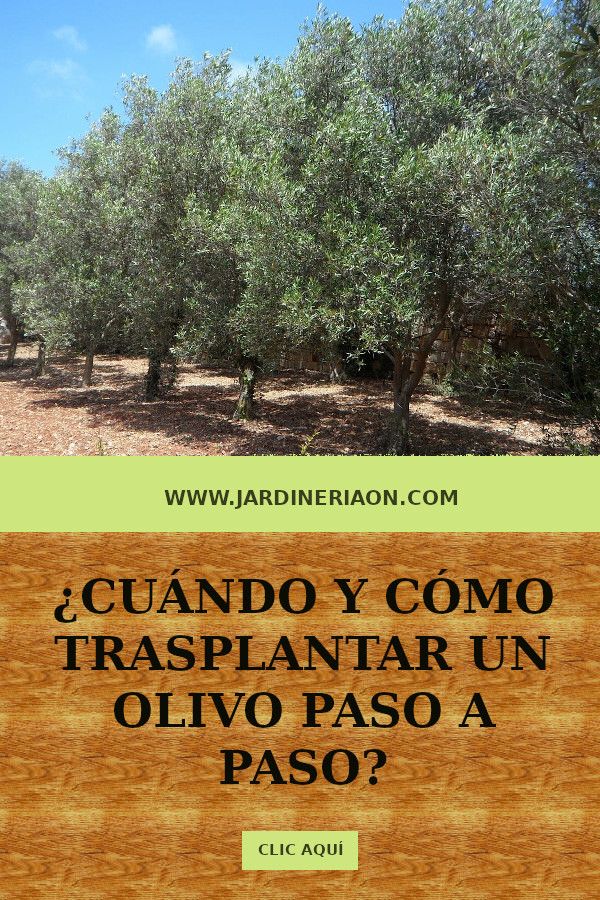 Cuándo Trasplantar Un Olivo Olivo Bosque Comestible Arboles Frutales