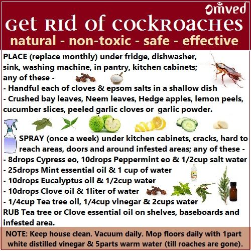 How To Get Rid Of Roaches With Natural Ingredients How To Get Rid Of Roaches With Natural Ingredients