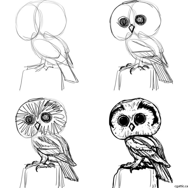 cartoon owls to draw