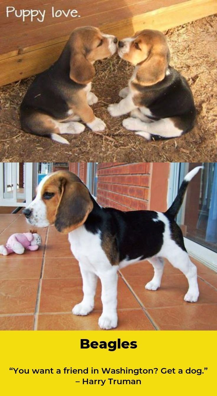Beagle Beaglelove Beagles Training Beagle Beagle Dog Cute Animals