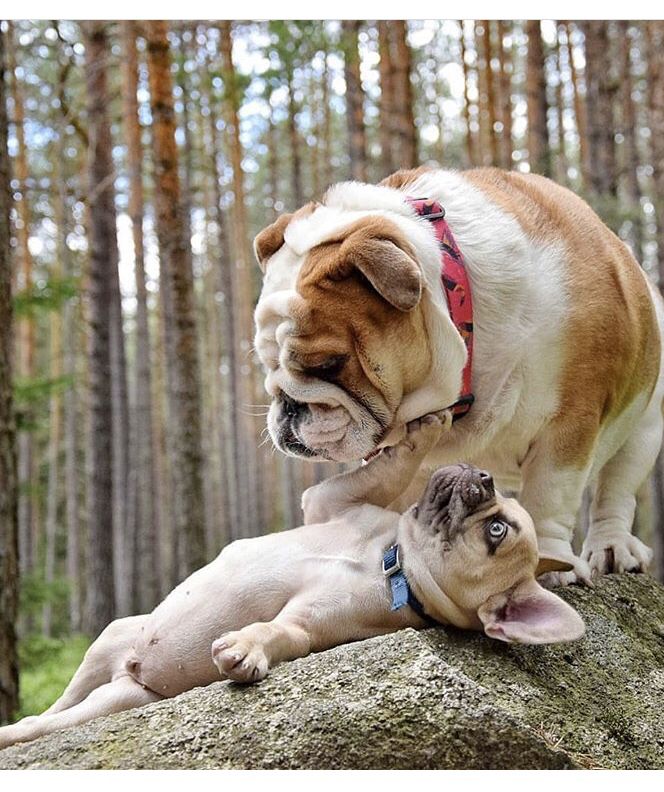 Don T Walk All Over Me Frenchie Puppy French Bulldog