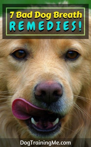 dogs bad breath best 25 bad breath ideas on puppy breath bad breath dogs remedies dogs bad breath best 25 bad breath ideas on puppy breath bad breath dogs remedies