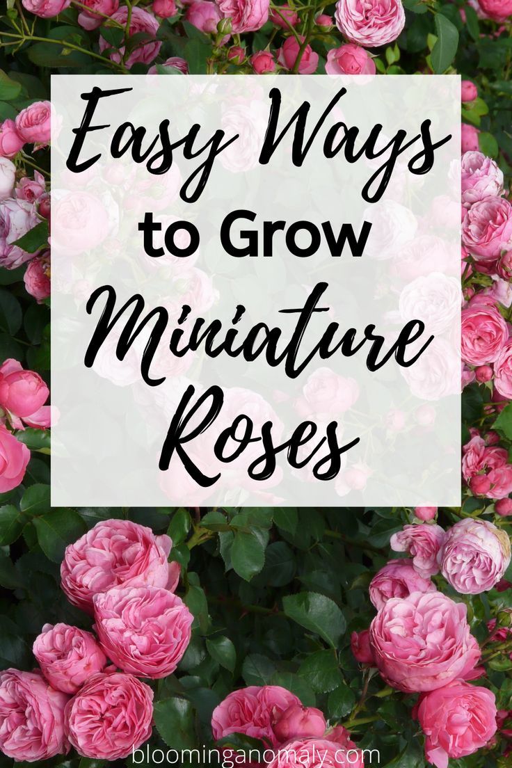 Can You Grow Roses In A Pot How To Grow Roses On Balcony Patio And Terrace Creating A Small Rose Garden Growing Roses Roses Garden Care Container Roses